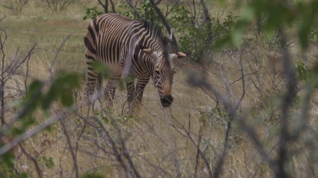 Zebras in Africa