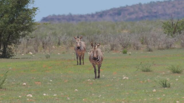 Zebras in Africa