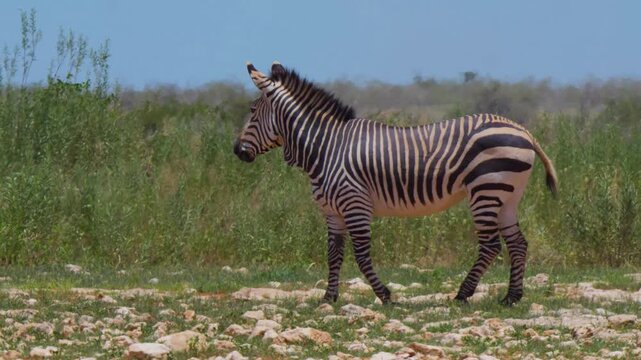 Zebras in Africa