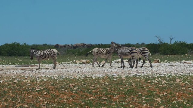 Zebras in Africa