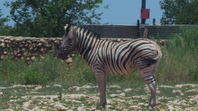 Zebras in Africa
