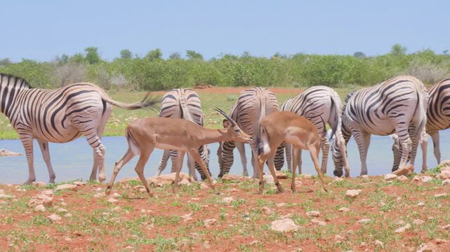 Zebras in Africa