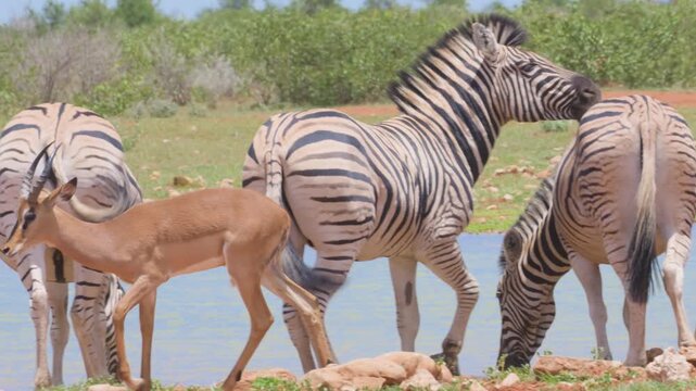Zebras in Africa