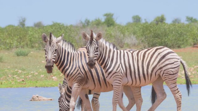Zebras in Africa
