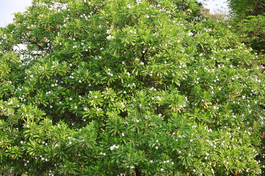 Blackboard tree has scattered white flowers. The Devil tree, Indian devil tree, has bright green leaves and is popular for shade, Sap is poisonous,Trunk is buttressed, branches spread out in layers. 
