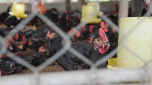 Chickens press together behind wire fencing in a large indoor coop, repetitive structures and artificial feeding systems shaping controlled livestock life. Intensive agriculture.
