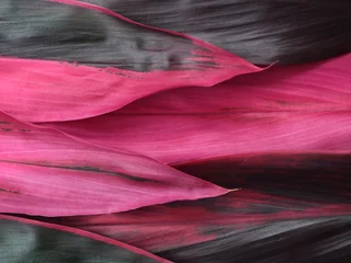 Fotobehang Roze Close-up of vibrant pink and dark green cordyline fruticosa (Ti plant) leaves Pattern. Perfect for tropical backgrounds, botanical themes, and nature-inspired designs  © Eka