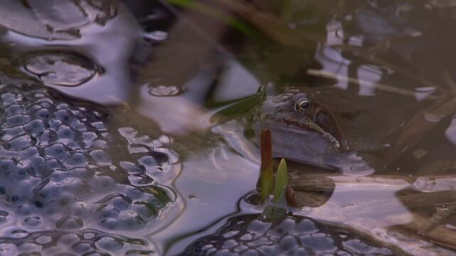 grass frogs in pond surrounded by egg clusters