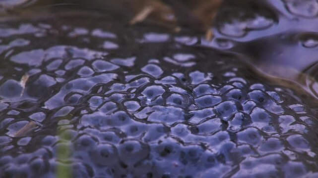 grass frogs in pond surrounded by egg clusters