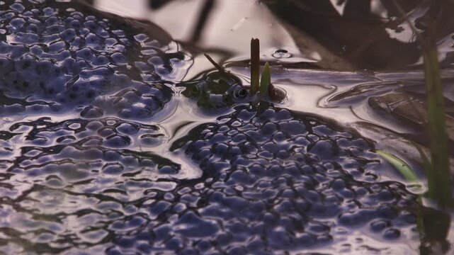 grass frog in pond surrounded by egg clusters