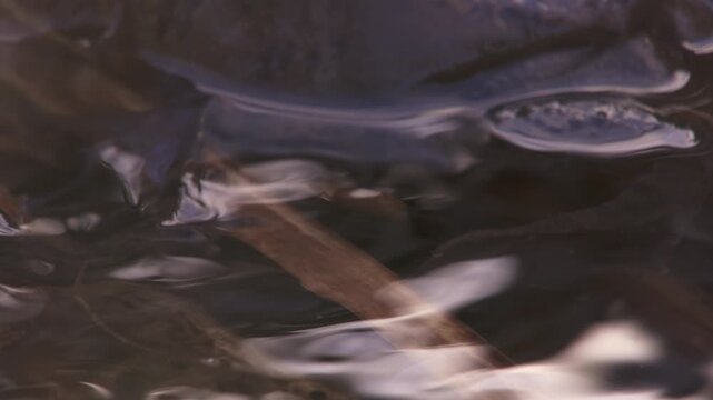 spring frogs showing typical mating clasp in pond