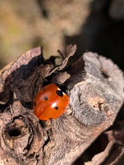 Marienk&auml;fer, K&auml;fer, Fr&uuml;hling, rot, Weinstock