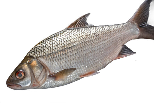 Freshwater Catla Fish Stock Photos