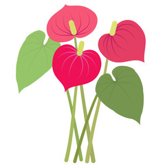 Bouquet of pink anthurium and green leaves