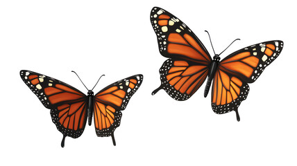 Obraz premium Two monarch butterflies on transparent background with black wings