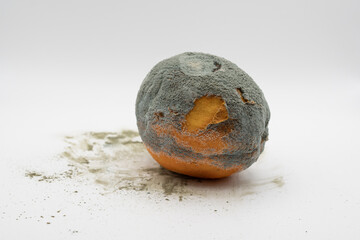 Spoiled citrus fruit entirely covered with mold and fungus isolated on white background. Concept of contamination, decay, bacteria and food waste.