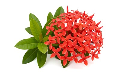 Bright red flowers bloom with lush green leaves on white.
