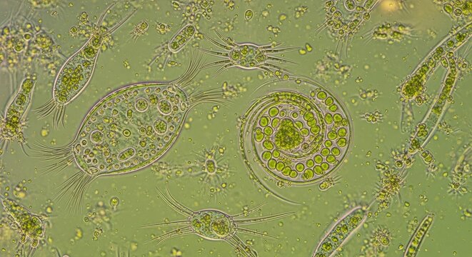 Microscopic image reveals a diverse community of flagellates and other small algae suspended in water. The organisms exhibit various shapes and sizes, including spiral, rectangular
