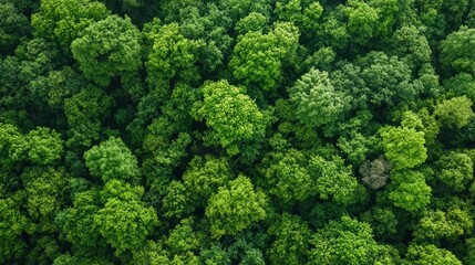 Naklejka premium Dense forest canopy, overhead view