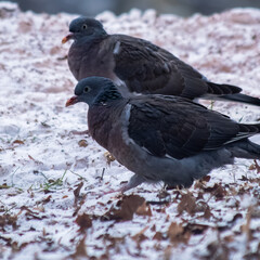 Obraz premium pigeons in the snow