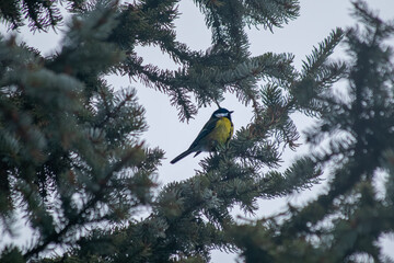 great tit on a branch © Tyko