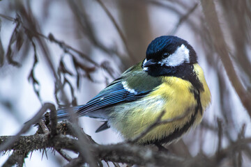 Great tit on a branch © Tyko