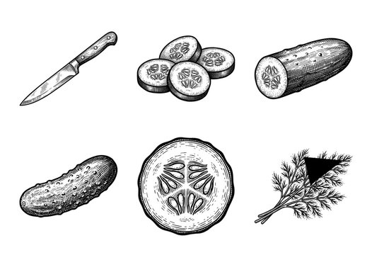 Vintage engraving set of cucumber illustrations featuring whole fruit, slices, dill herbs, and a kitchen paring knife