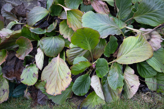 Large Bergenia (Elephant's Ears) leaves with winter discoloration in a garden bed