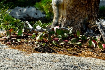 Obraz premium Bergenia crassifolia plants growing among the roots of a tree on a large boulder. Ergaki Nature Park