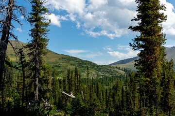 Mountain landscape. Coniferous forest on the background of a mountain range and blue sky. Ergaki Nature Park