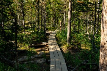 A wooden path leading through a coniferous forest. Ergaki Nature Park. © Province_photo