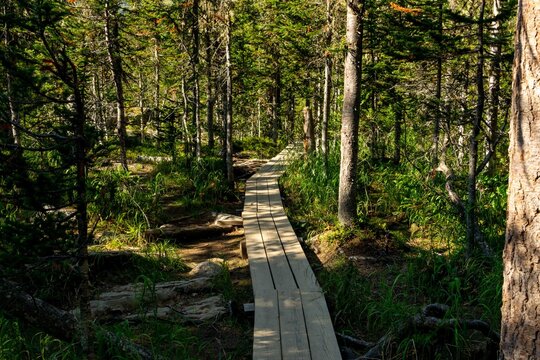 A wooden path leading through a coniferous forest. Ergaki Nature Park.