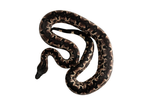 Solomon island ground boa snake or Candoia carinata paulsoni isolated on white background, a Candoia paulsoni tasmai (Halmahera boa) isolated on white background, Halmahera ground boa on white backgro
