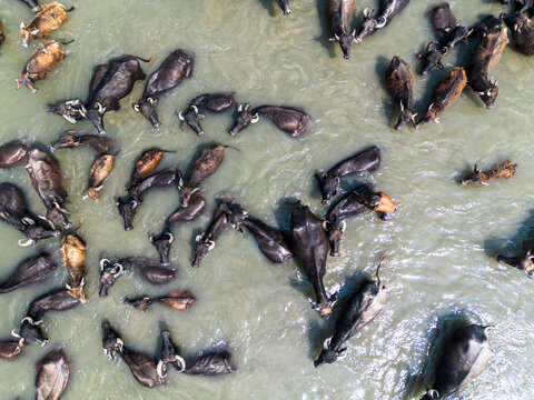 Aerial view of a herd of dark water buffaloes seeking respite from the heat in the cool, flowing river, Gaibandha, Rangpur Division, Bangladesh.