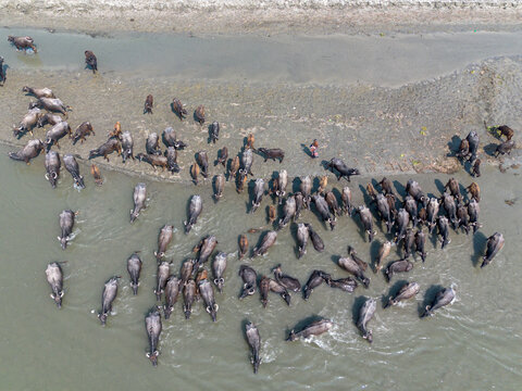 Aerial view of buffaloes wading and drinking in the river, creating ripples in the water near the sandy bank, Gaibandha, Bangladesh.