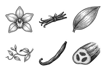 Obraz premium Vintage engraving style collection of vanilla plant elements including flowers, dried pods, seeds, and botanical leaves in a hand drawn line art aesthetic.