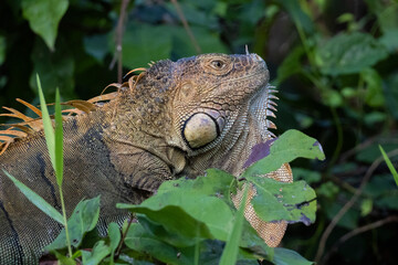 Obraz premium Portrait of a green iguana in Tortuguero, Costa Rica