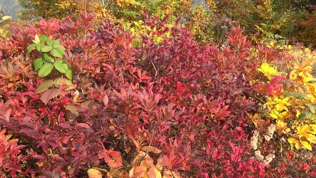Cinematic shot of red orange and yellow dried leaves covering dense autumn forest vegetation. Vivid fall foliage colors shape a bright seasonal woodland scene seen across untouched trees.