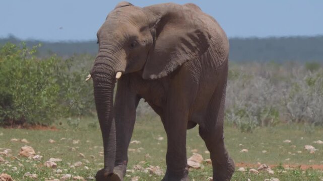 Elefants in Africa