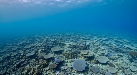 Underwater wide-angle view of a vast, colorful coral reef bathed in blue light