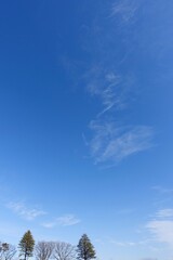 冬の青空と冬の木々