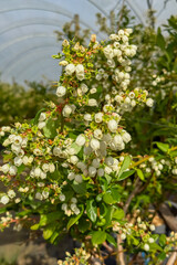 Blooming blueberry bushes in pots inside a professional greenhouse farm