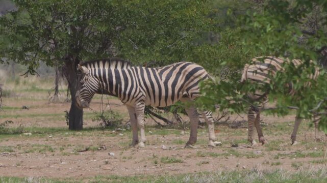 Zebras in Africa