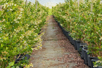 Fototapeta premium Blooming blueberry bushes in pots inside a professional greenhouse farm