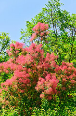 Cotinus tree inflorescence