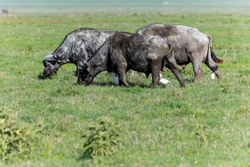 Kaffernbüffel im Ngorongoro Krater in Tansania © Tilo Grellmann