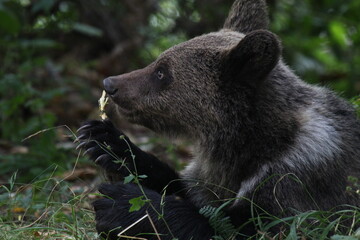 Fototapeta premium Ours brun