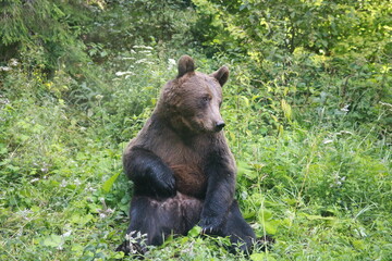 Obraz premium Ours brun