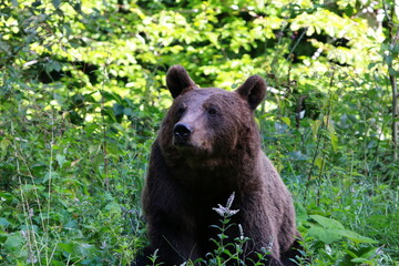Fototapeta premium Ours brun