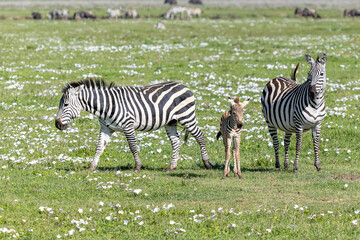 Zebras mit Fohlen im Ngorongoro Krater in Tansania © Tilo Grellmann